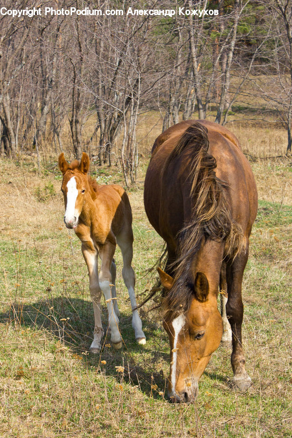 Animal, Colt Horse, Foal, Horse, Mammal, Countryside, Farm