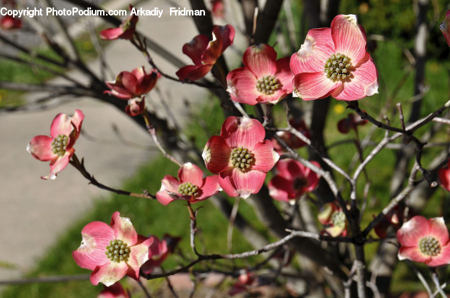Blossom, Flora, Flower, Plant, Bud, Cherry Blossom, Poppy