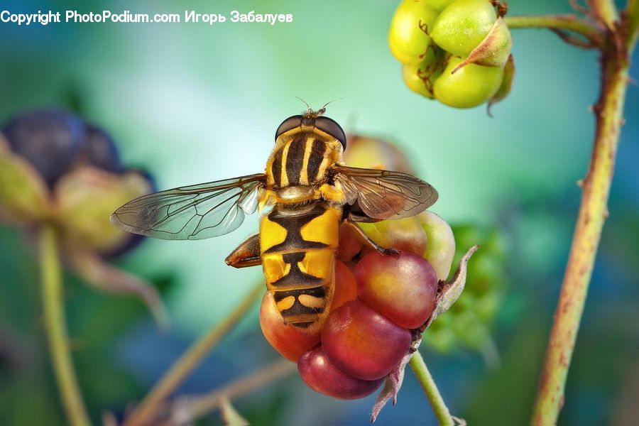 Bee, Hornet, Insect, Invertebrate, Wasp, Anisoptera, Dragonfly