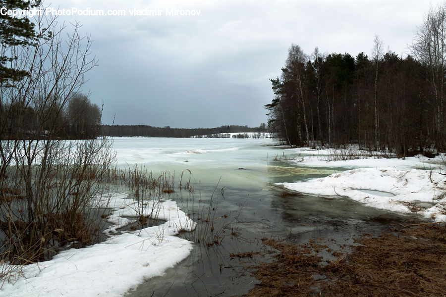 Ice, Outdoors, Snow, Forest, Vegetation, Grove, Land