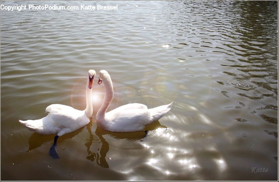 Bird, Swan, Waterfowl, Dove, Pigeon, Flamingo, Flock
