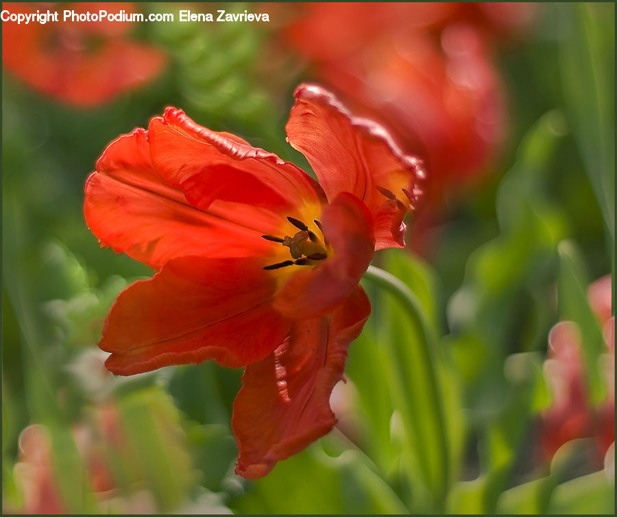Flora, Flower, Gladiolus, Plant, Blossom, Tulip, Geranium
