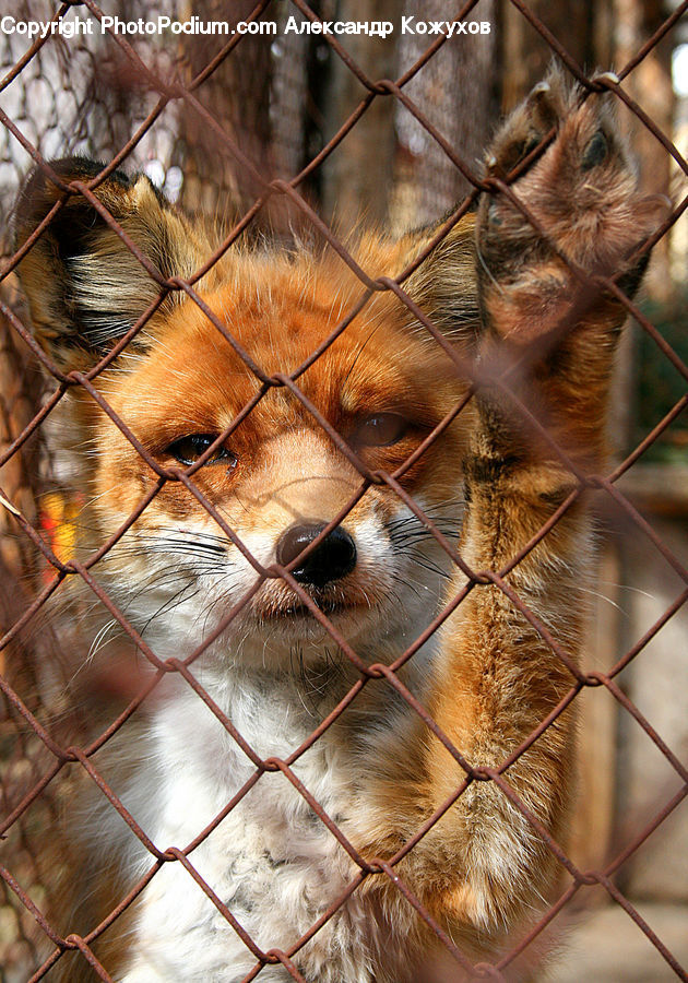 Animal, Canine, Fox, Mammal, Red Fox, Chow, Dog