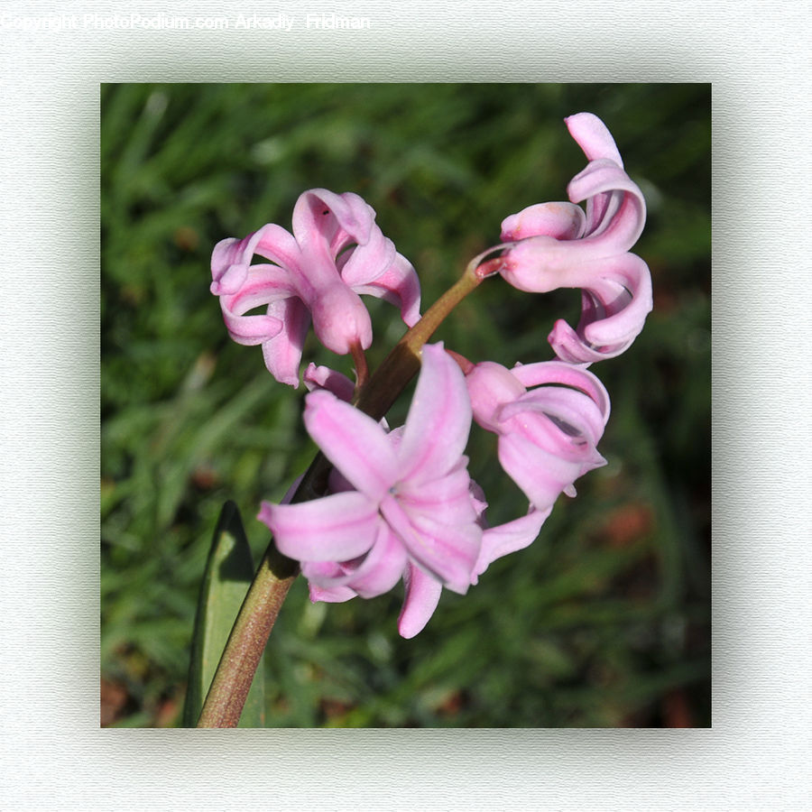 Blossom, Flora, Flower, Geranium, Plant, Gladiolus, Lily