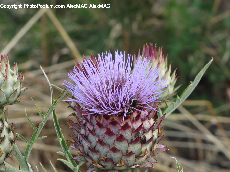 Flora, Flower, Plant, Thistle, Weed, Artichoke, Blossom