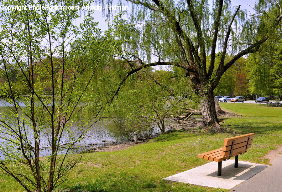 Bench, Park Bench