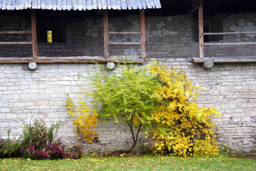 Brick, Building, Cottage, Housing, Bush, Plant, Vegetation