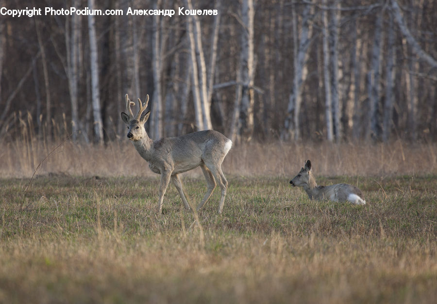 Bird, Crane Bird, Heron, Animal, Deer, Mammal, Wildlife