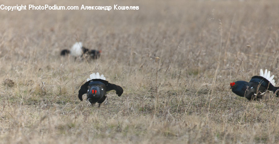 Bird, Blackbird, Grouse, Ground, Soil, Pheasant, Poultry