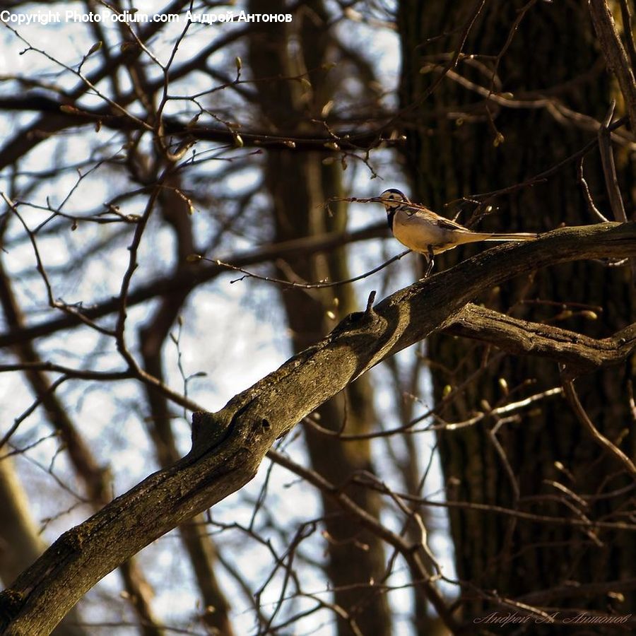 Bird, Sparrow, Birch, Tree, Wood, Blue Jay, Bluebird