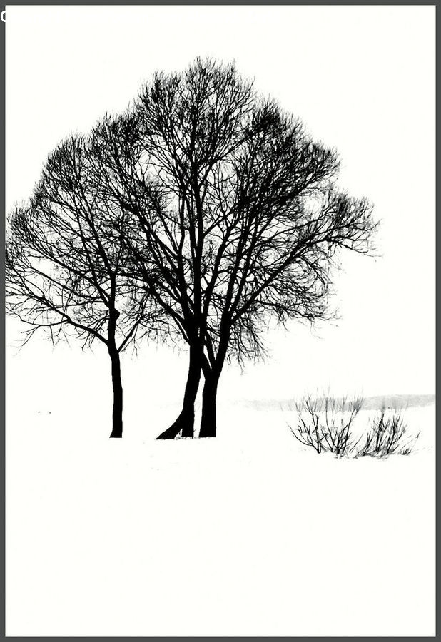 Plant, Tree, Ice, Outdoors, Snow, Drawing, Sketch