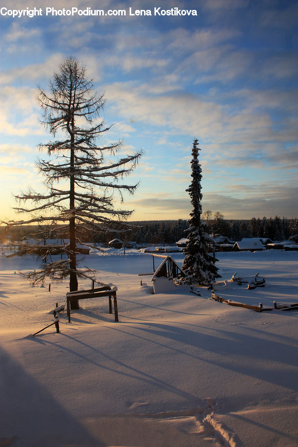 Conifer, Fir, Plant, Tree, Landscape, Nature, Scenery