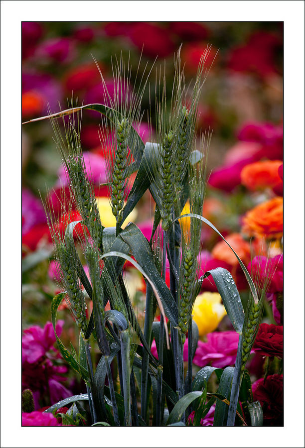 Plant, Blossom, Flora, Flower, Floral Design, Flower Arrangement, Flower Bouquet
