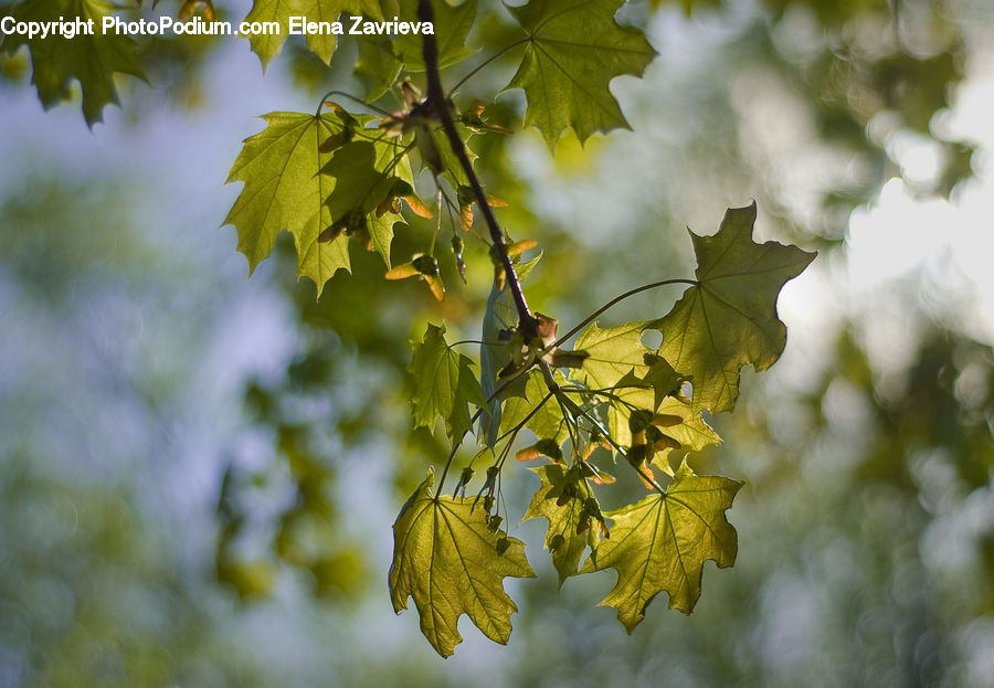 Oak, Tree, Wood, Maple, Maple Leaf, Plant, Sycamore