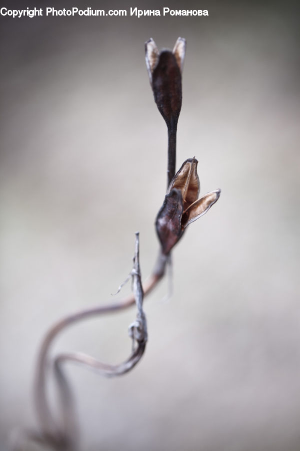 Animal, Bat, Racket, Bud, Plant, Bird, Wren