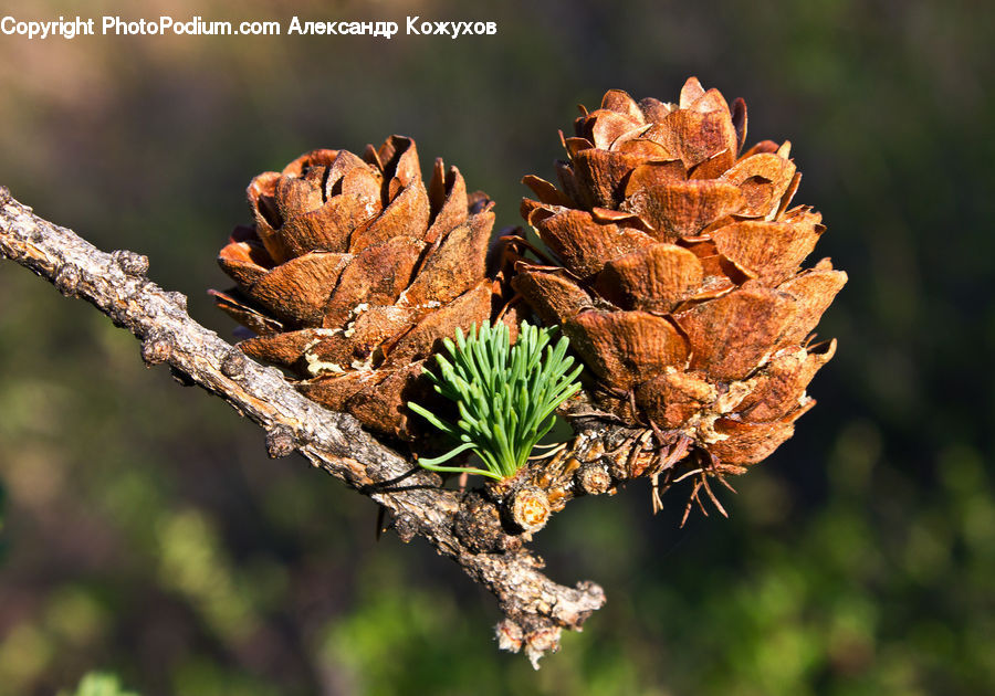 Conifer, Larch, Tree, Wood, Fir, Plant, Bread