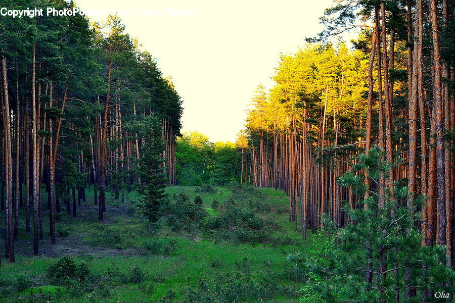 Forest, Vegetation, Ivy, Plant, Vine, Conifer, Fir