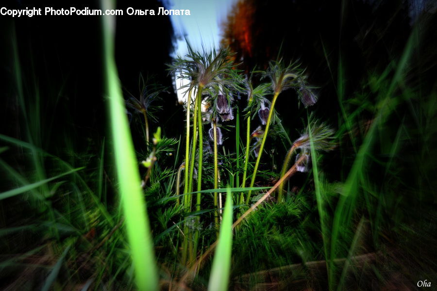 Field, Grass, Grassland, Plant, Blossom, Flora, Flower