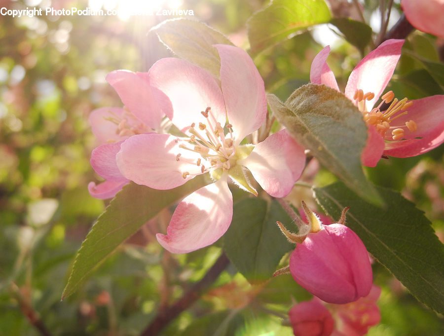 Blossom, Flora, Flower, Plant, Petal, Pollen, Anther