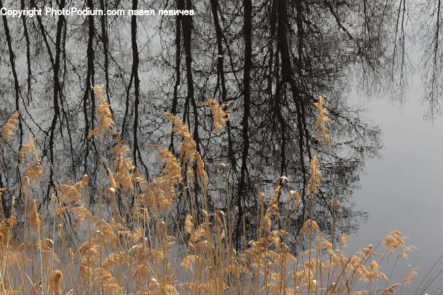 Birch, Tree, Wood, Field, Grass, Grassland, Plant