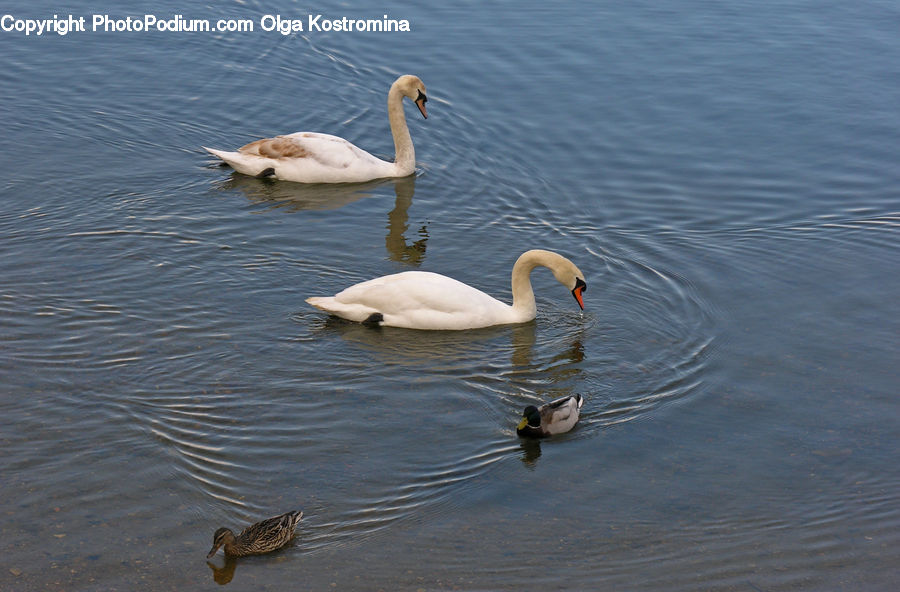 Bird, Swan, Waterfowl, Outdoors, Ripple, Water, Goose