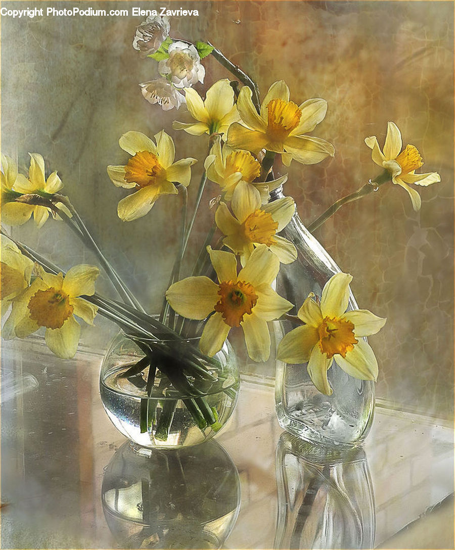 Blossom, Flora, Flower, Plant, Daffodil, Floral Design, Flower Arrangement
