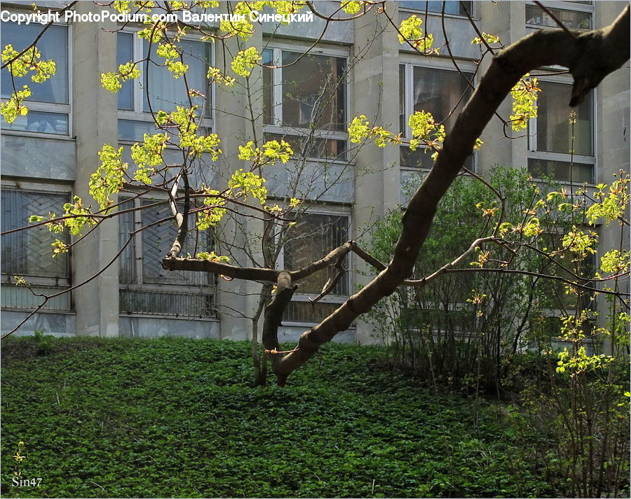 Bonsai, Plant, Potted Plant, Tree, Vine, Bush, Vegetation