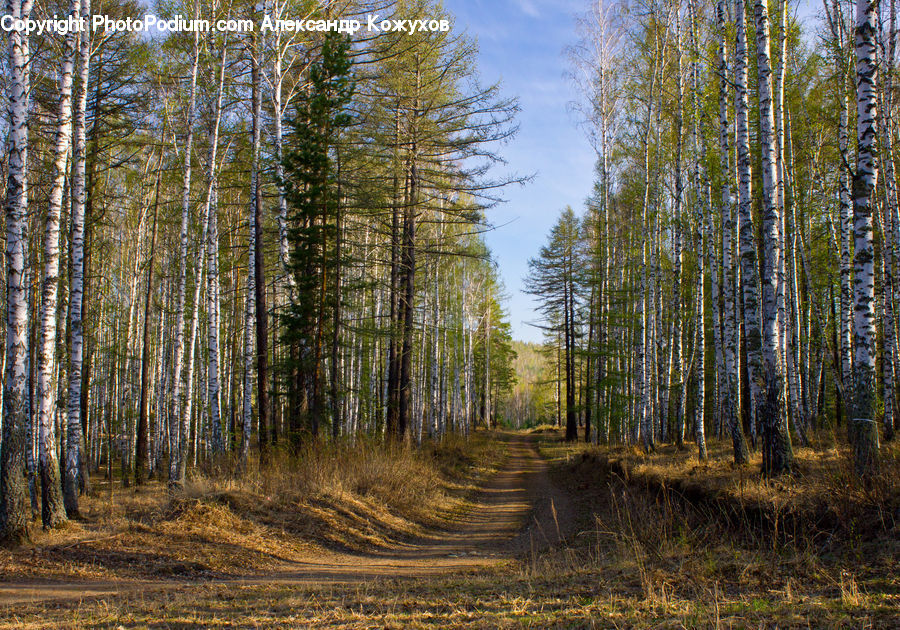 Birch, Tree, Wood, Dirt Road, Gravel, Road, Forest