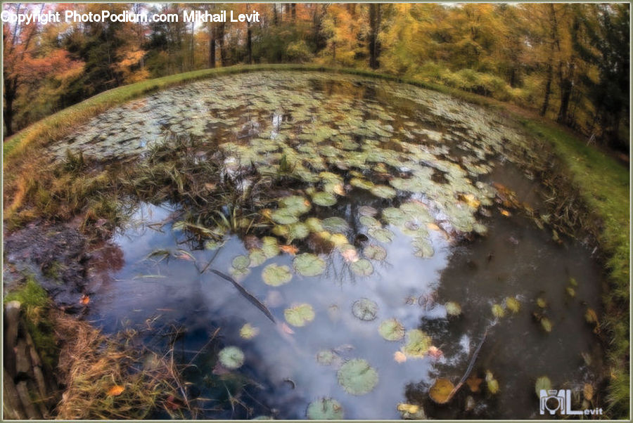 Outdoors, Pond, Water, Land, Marsh, Swamp, Grass