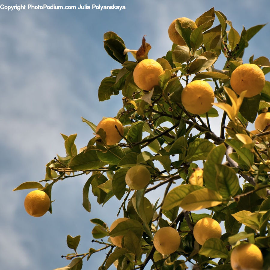 Fruit, Quince, Citrus Fruit, Grapefruit, Pomelo, Lemon