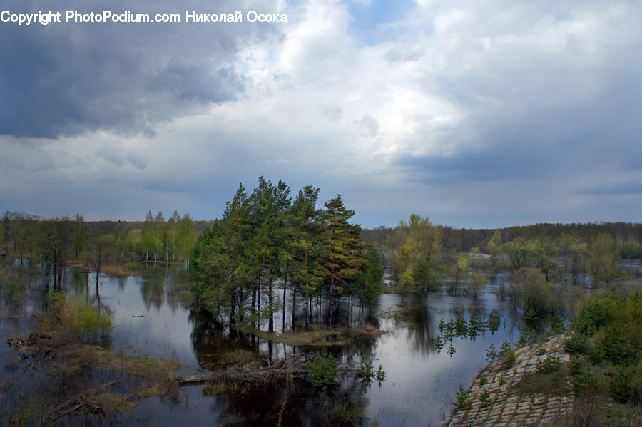 Land, Marsh, Outdoors, Swamp, Water, Pond, Forest