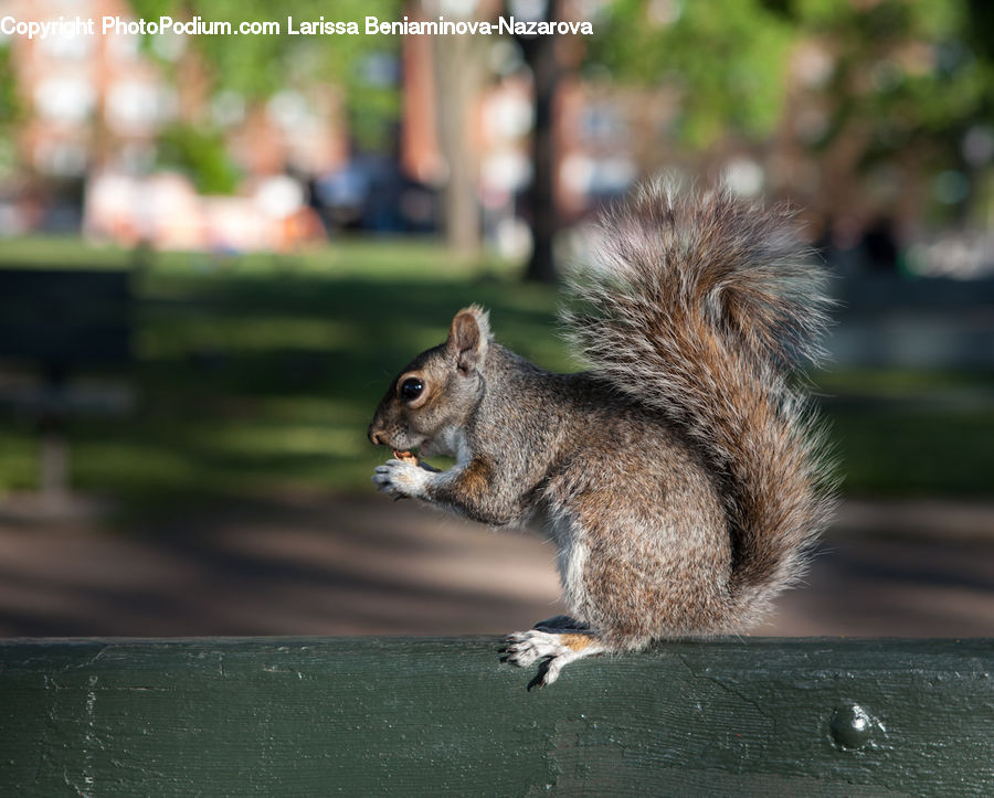 Animal, Mammal, Rodent, Squirrel