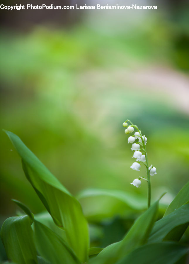 Field, Grass, Grassland, Plant, Lawn, Blossom, Flora