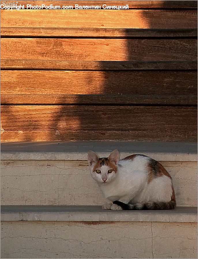 Animal, Cat, Pet, Siamese, Abyssinian, Mammal