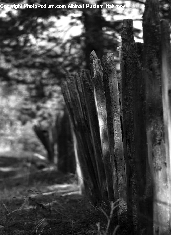 People, Person, Human, Tomb, Forest, Vegetation, Grove