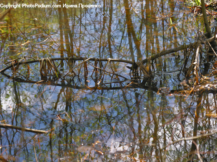 Plant, Tree, Insect, Spider Web, Land, Marsh, Pond