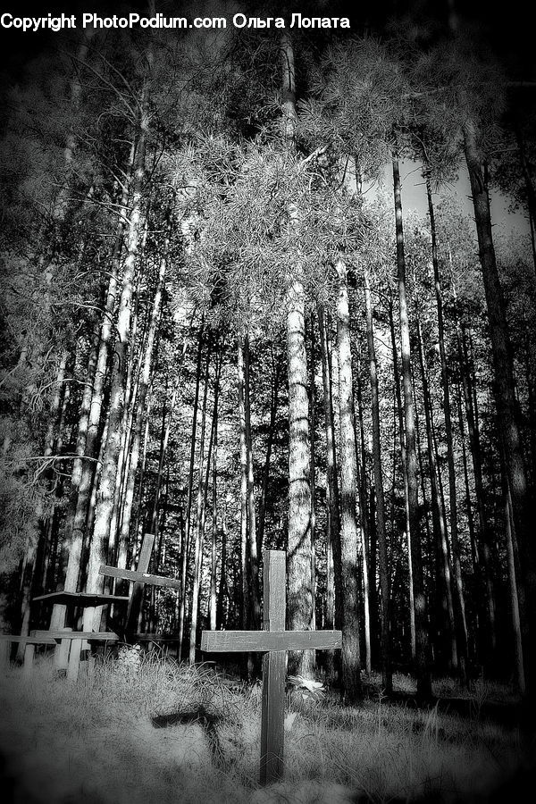 Bench, Forest, Vegetation, Plant, Tree, Birch, Wood