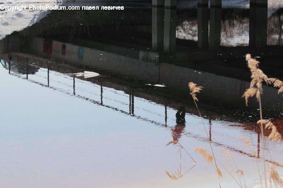 Freeway, Overpass, Birch, Tree, Wood, Dock, Landing