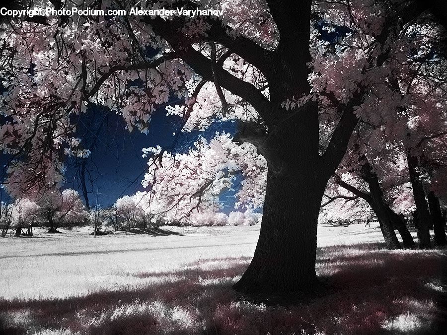 Oak, Tree, Wood, Blossom, Cherry Blossom, Flower, Flora