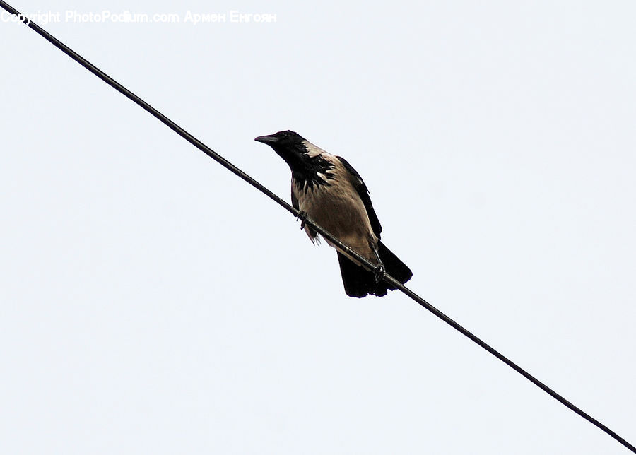 Bird, Blackbird, Crow, Swallow