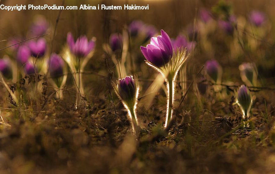 Blossom, Crocus, Flora, Flower, Plant, Cactus, Glass