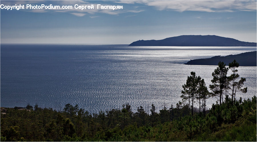 Conifer, Fir, Pine, Plant, Spruce, Tree, Coast