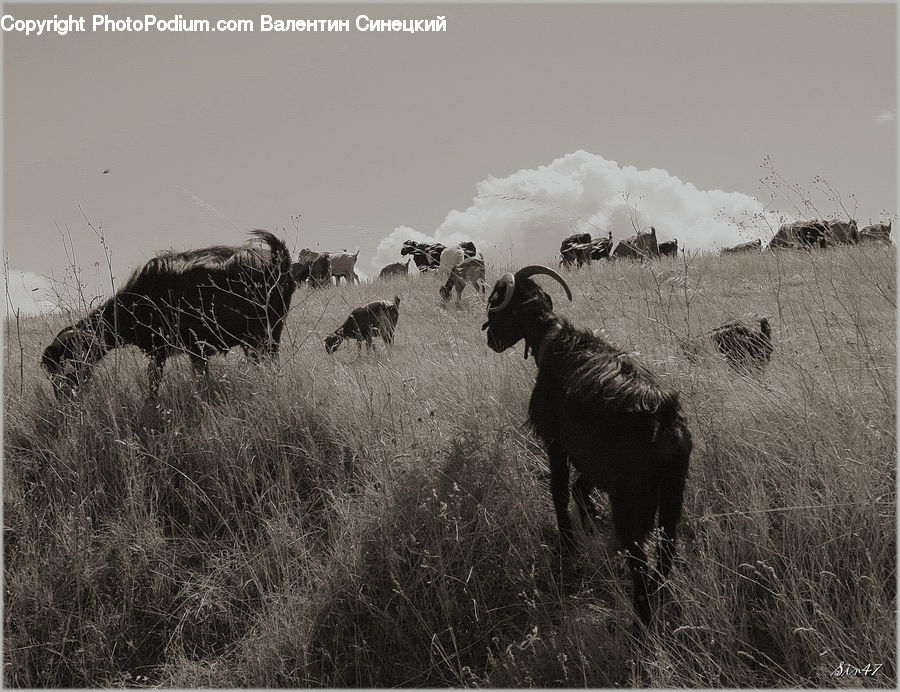 Animal, Cattle, Mammal, Buffalo, Bull, Angus, Countryside