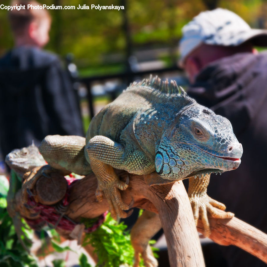 People, Person, Human, Iguana, Lizard, Reptile