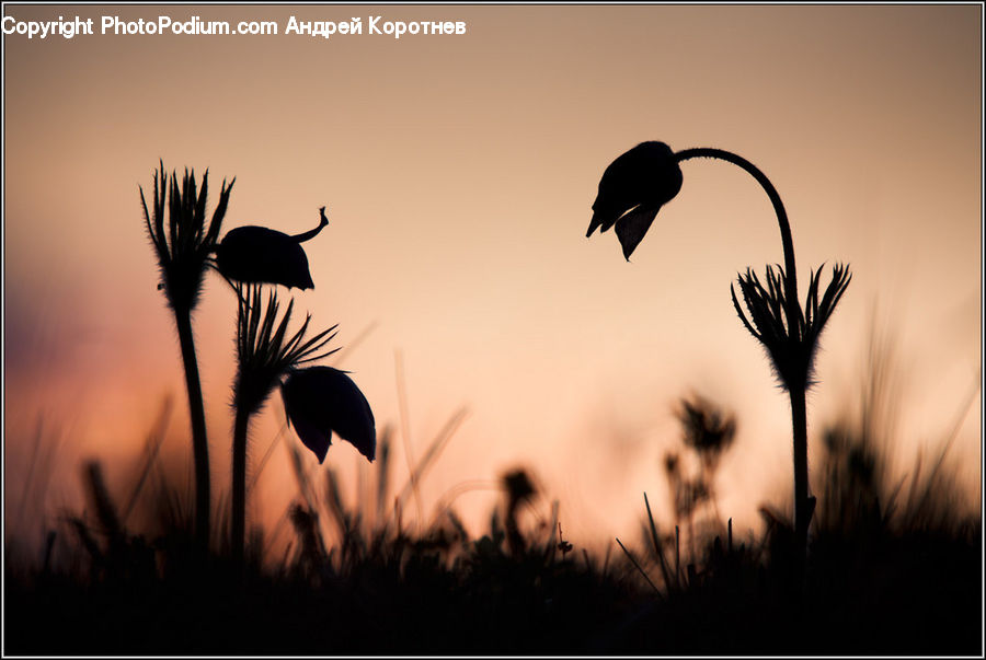 Silhouette, Palm Tree, Plant, Tree, Bird, Crane Bird, Heron