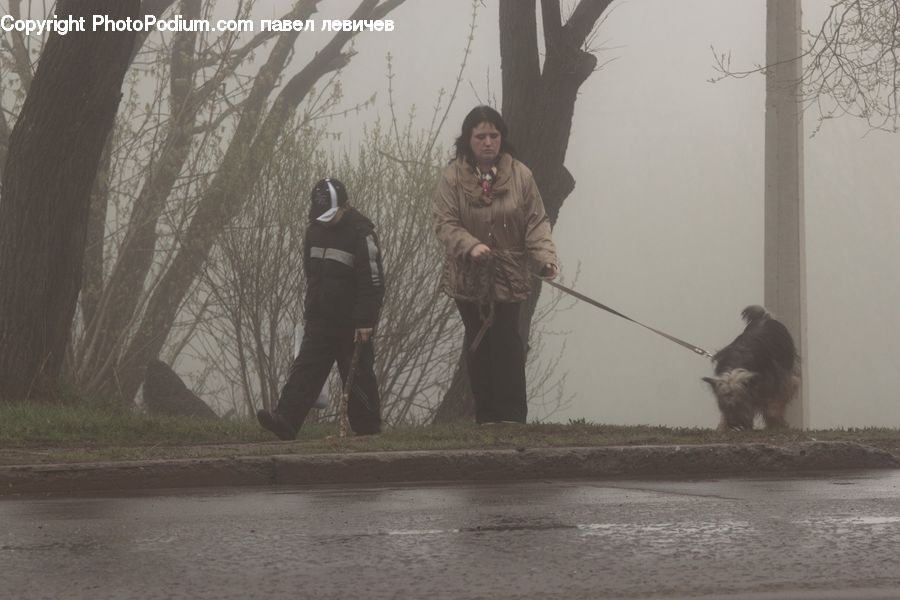 People, Person, Human, Affenpinscher, Animal, Canine, Dog