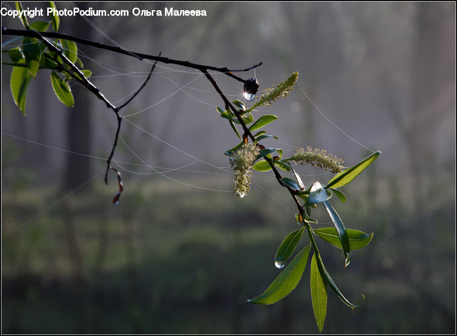 Arachnid, Garden Spider, Insect, Invertebrate, Spider, Bee Eater, Bird