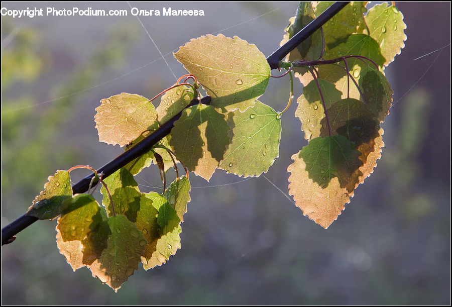 Bird, Parakeet, Parrot, Fruit, Grapes, Veins, Plant