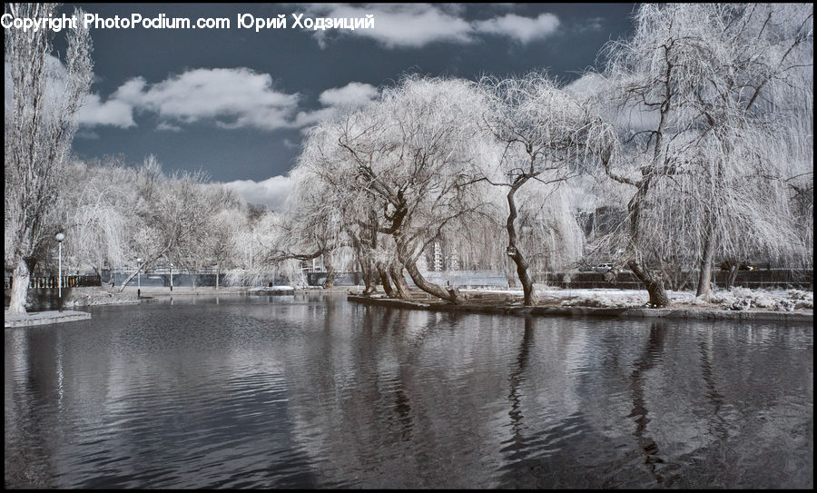 Flood, Plant, Tree, Willow, Blossom, Flora, Flower