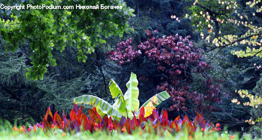 Blossom, Flora, Flower, Plant, Bush, Vegetation, Conifer